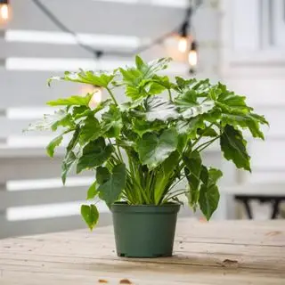 Un philodendron shangri-la sur une terrasse en bois
