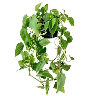 Plante philodendron retombante