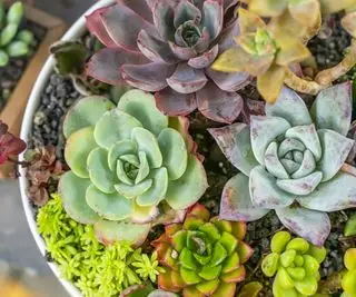 Une variété de plantes succulentes en pot
