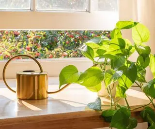 Plante d'intérieur de pothos doré à côté d'un arrosoir