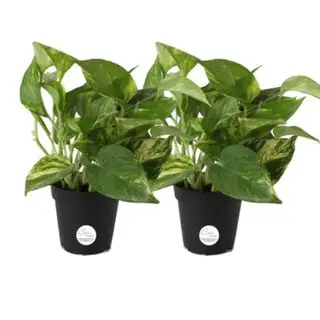 Deux pothos sur fond blanc