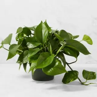 Une photos dans un pot noir sur fond blanc