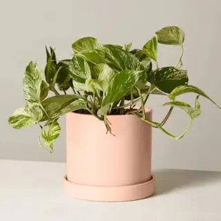Reine de marbre Pothos dans un pot rose sur fond blanc