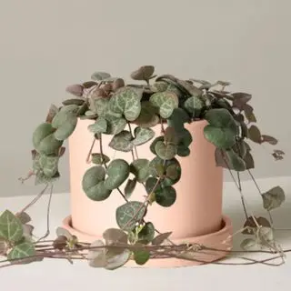 Chaîne de plantes de coeurs traînant sur un pot rose sur fond gris