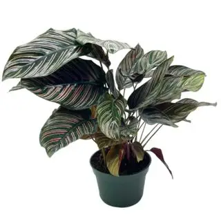 Un Pinstipe Calathea sur fond transparent