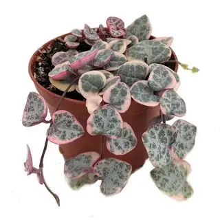 La variété rose Pearl Moon de collier de perles sur fond transparent