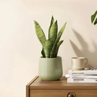 Une plante de serpent vert dans un pot vert sauge sur une commode en bois, à côté de livres de table basse de design d'intérieur