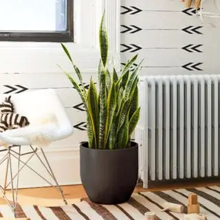 Une grande plante serpent à côté d'une chaise en plastique blanc et d'un radiateur blanc