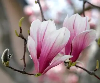 růžové květy Magnolia Liliiflora