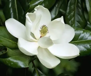 bílý květ stromu Magnolia grandiflora