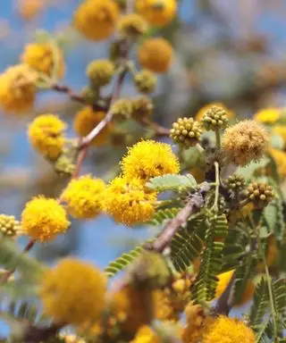 sødt akacietræ i blomst