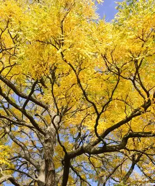 Alberi resistenti alla siccità: 10 scelte resilienti per cantieri a bassa manutenzione