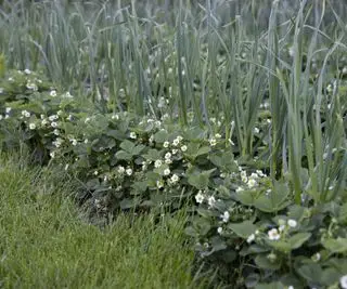 L'ail pousse comme plante compagne des fraises