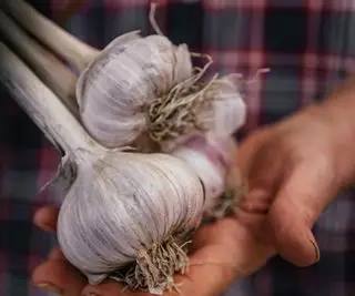 Mains tenant deux bulbes d'ail violet soulevés du sol