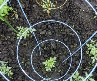 토마토 케이지로 덮인 토마토 식물