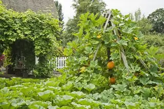 idées de potager