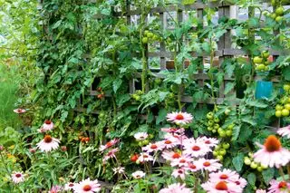 idées de potager – tomates