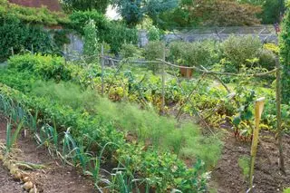 idées de potager leigh clapp