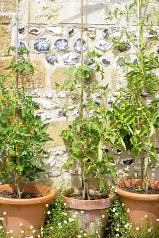 idées de potager – pots