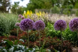 compagnon plantant des oignons allium dans la bordure unsplash mana5280
