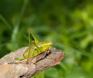 Um grande gafanhoto verde sentou-se num pedaço de casca descascada