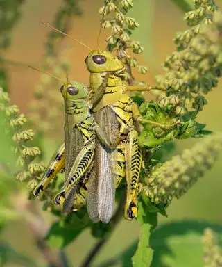 Dois funis de grama um em cima do outro em uma planta verde
