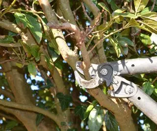 Cortar madera muerta con podadoras