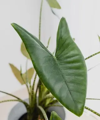 Blätter einer Zimmerpflanze Alocasia Zebrina