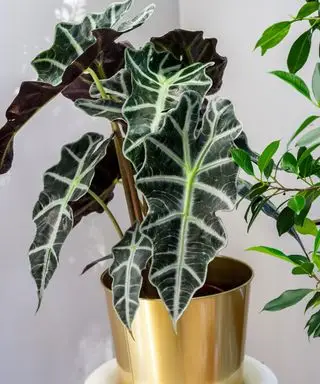 Pourquoi mon alocasia tombe-t-elle ? Six raisons pour lesquelles votre plante à oreilles d'éléphant a du mal