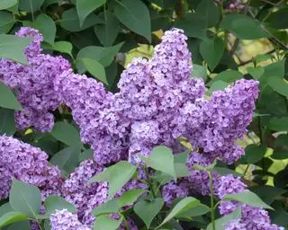 fleurs lilas sur un arbuste