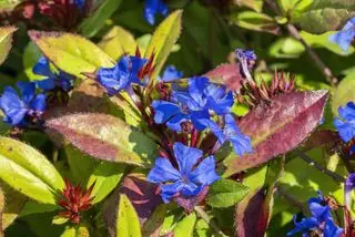 Ceratostigma plumbaginoides une plante à fleurs d'été et d'automne communément connue sous le nom de leadwort à fleurs bleues