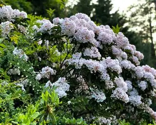 fleurs sur laurier de montagne, Kalmia latifolia