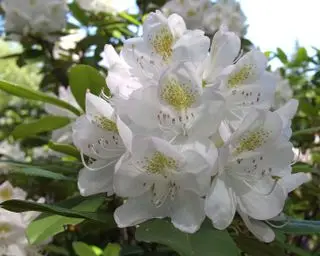 fleurs blanches de rhododendron rosebay ou rhododendron maximum