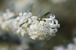 Fleurs blanches d'Osmanthus
