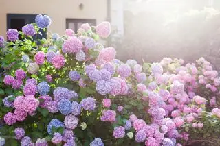Jardin d'hortensias près de la maison au coucher du soleil. Les buissons sont roses, bleus, lilas, violets. Les fleurs fleurissent dans les rues de la campagne et de la ville au printemps et en été en plein air