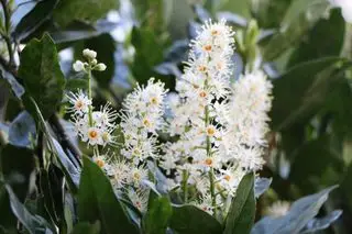 Prunus laurocerasus à grandes fleurs blanches