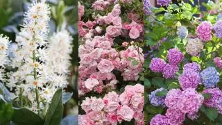 Meilleurs arbustes à fleurs – 13 choix de fleurs à ajouter à votre jardin