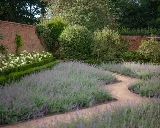Kiesgarten zwischen formellen Lavendelbeeten in einem ummauerten Garten