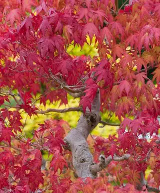 feuilles d'acer rouge