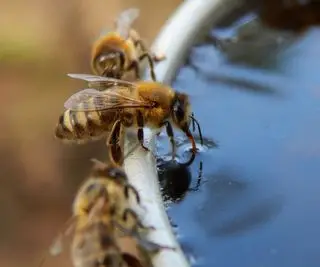 api che bevono acqua da una ciotola