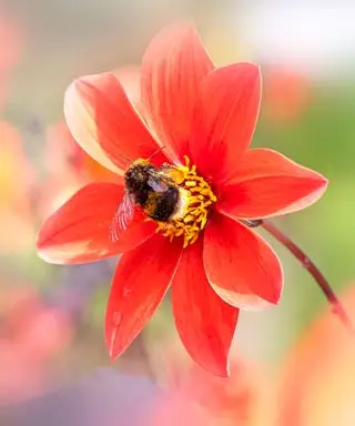 Come tenere le api lontane dalla tua piscina – 8 soluzioni semplici ed efficaci