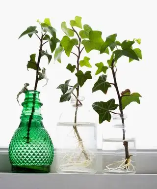 boutures de lierre dans l'eau