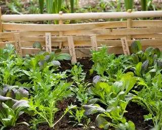 que planter en décembre Mizuna, roquette, feuilles de moutarde