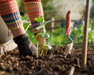 que planter en décembre des plants de fèves