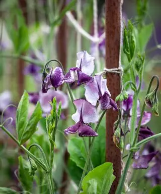 chapeau à planter en décembre Sweet Pea Nimbus