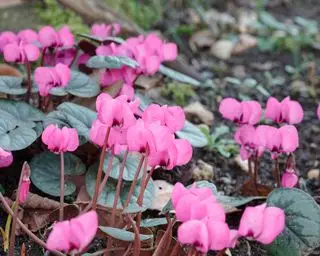 que planter en décembre Cyclamen coum
