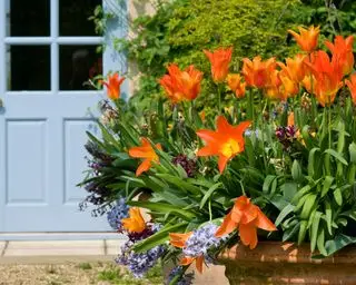 que planter dans les tulipes de décembre