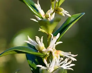 que planter en décembre Sarcococca confusa
