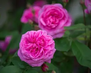 que planter en décembre David Austin Gertrude Jekyll rose