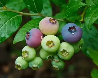 Quand tailler un bleuet – comment garder votre arbre fruitier à son meilleur